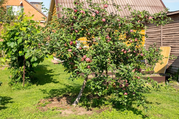 Close-up van een bos biologische rode appels die groeien op de takken van een appelboom in een boomgaard