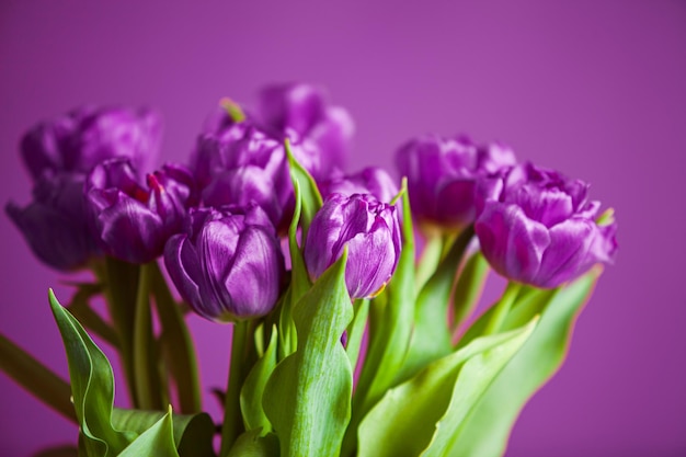 Close-up van een bos verse paarse tulpen op een paarse achtergrond