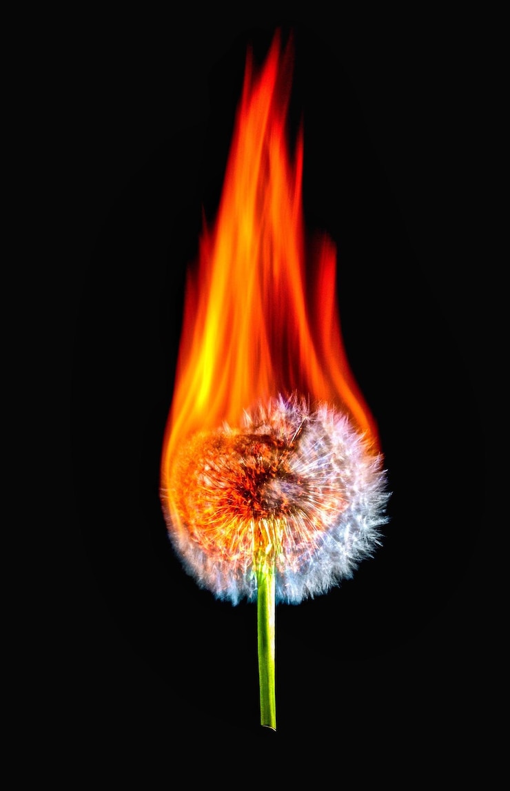 Foto close-up van een brandende bloem tegen een zwarte achtergrond