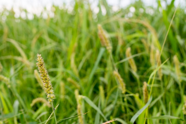 Close-up van een Braziliaanse plant genaamd burr carrapicho