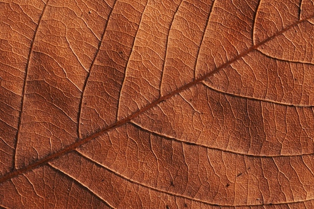 Close-up van een bruin blad met een barst in het midden