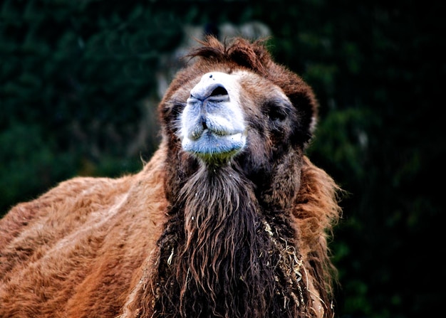 Close-up van een bruin dier in de open lucht