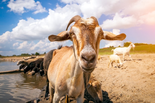 Close-up van een bruine geit kijkt naar de camera, op de achtergrond drinkt een kudde schapen en geiten water uit een rivier op een warme zomerdag