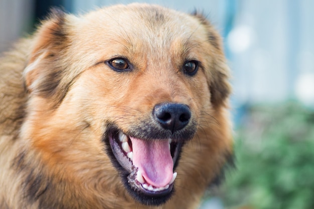 Close-up van een bruine hond op een onscherpe achtergrond