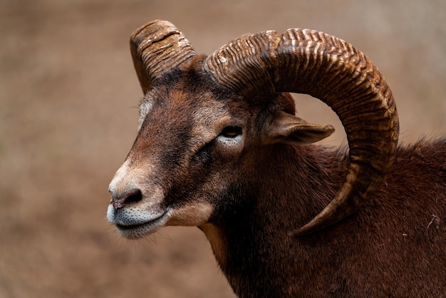 Close-up van een bruine moeflon op een onscherpe achtergrond