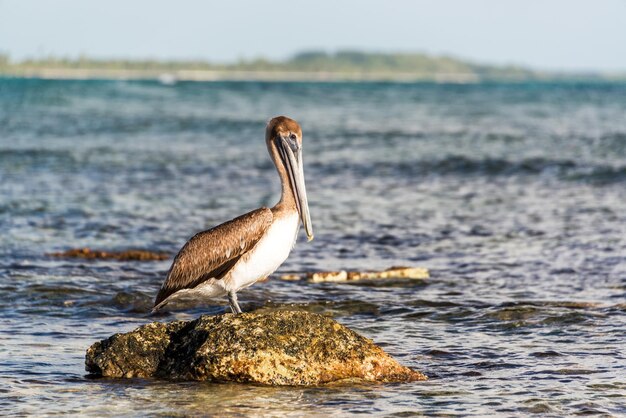 Foto close-up van een bruine pelikaan die op een rots in de zee zit