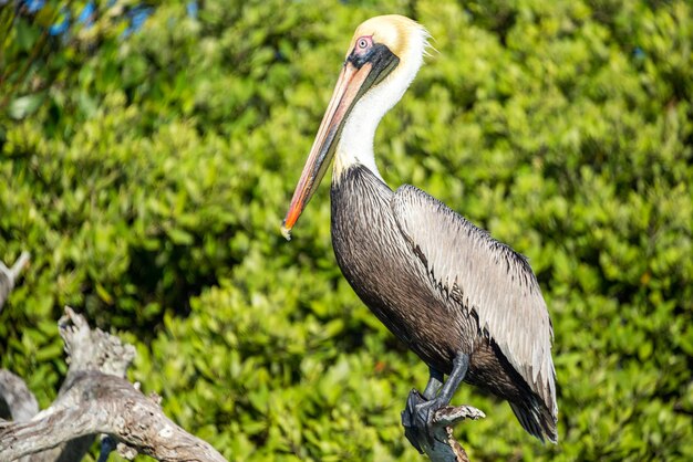 Close-up van een bruine pelikaan die op een tak zit