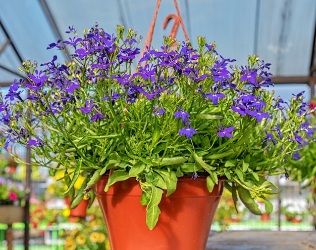 Close-up van een bruine pot met blauwe lobelia die op een toonbank in een tuinwinkel staat.