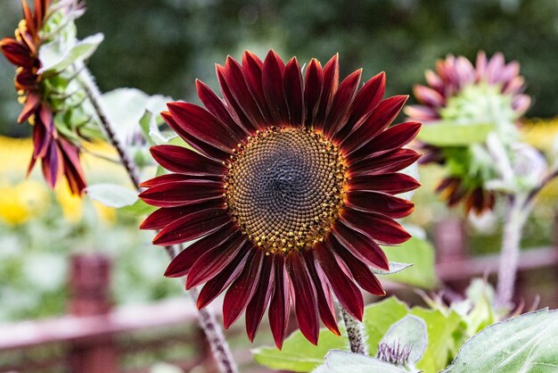 Foto close-up van een bruine zonnebloem die bloeit op het veld