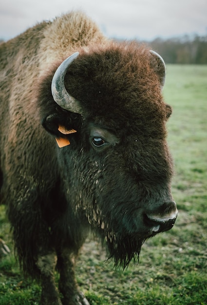 Foto close-up van een buffel op het veld