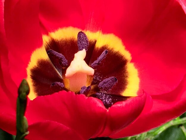 Close-up van een buitenbloeiende papaver