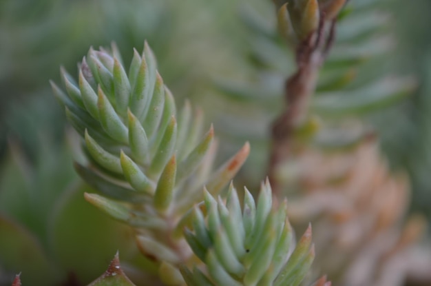 Close-up van een buitengroeiende vetplant