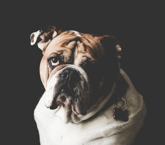 Foto close-up van een bulldog op een zwarte achtergrond