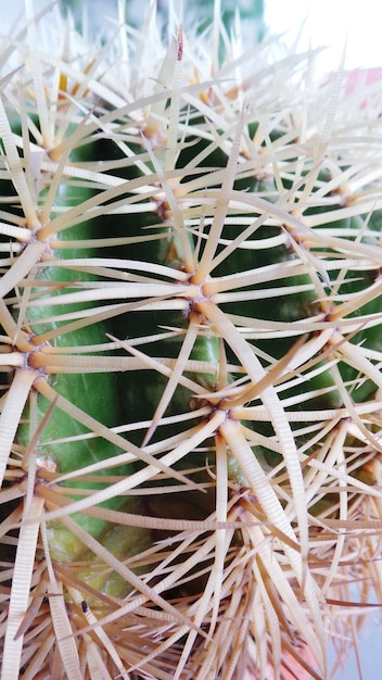 Foto close-up van een cactus buiten.