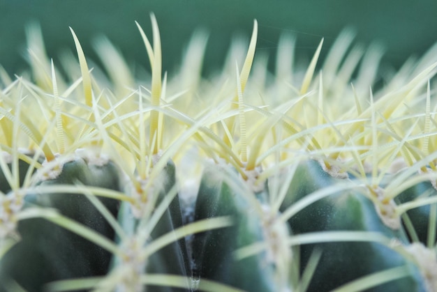 Close-up van een cactus die in de open lucht groeit