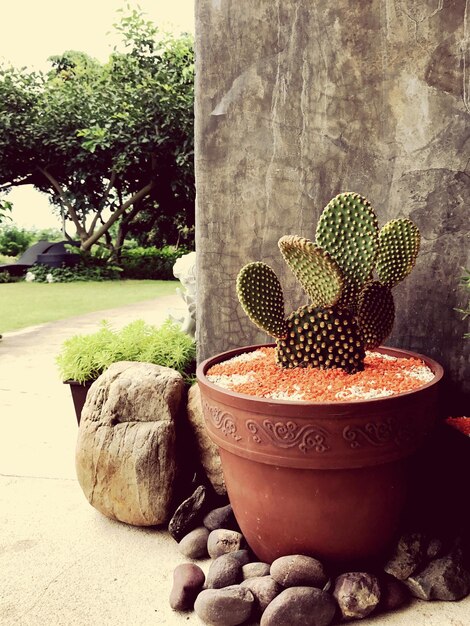 Foto close-up van een cactus in een pot bij de muur