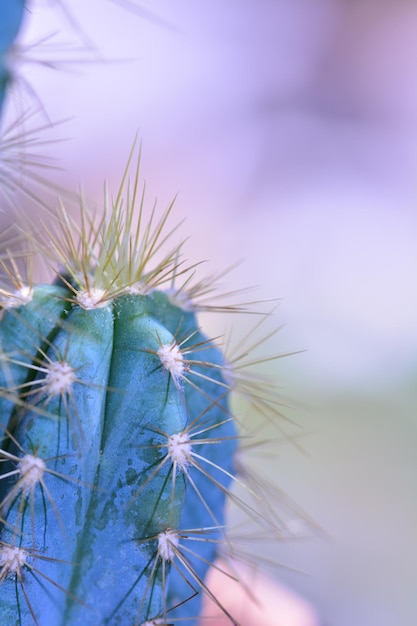 Foto close-up van een cactus met kopieerruimte