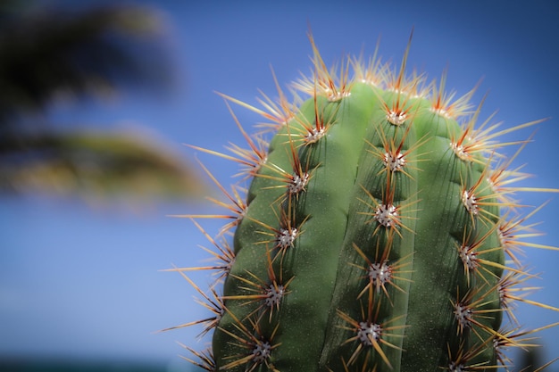 Close-up van een cactus tegen de lucht