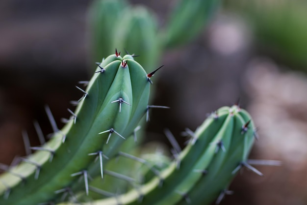 Close-up van een cactus