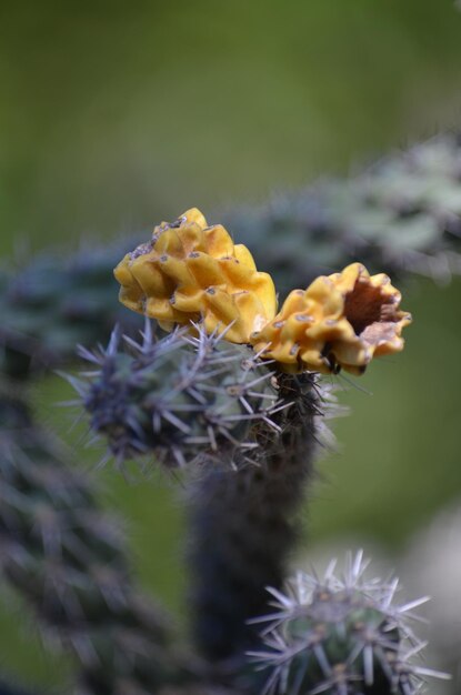 Foto close-up van een cactus