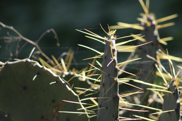 Foto close-up van een cactus