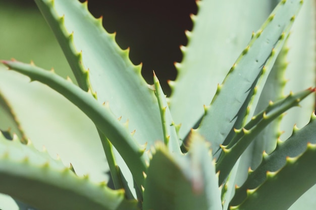 Close-up van een cactus