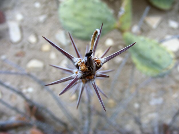 Foto close-up van een cactus