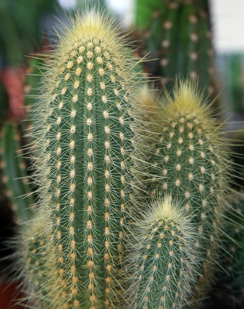 Close-up van een cactus