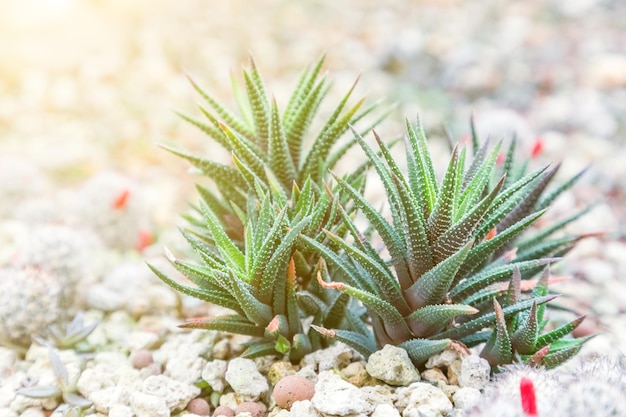 Close-up van een cactusplant die op het veld groeit
