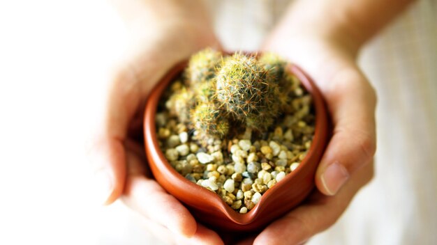 Foto close-up van een cactusplant in een pot met de hand