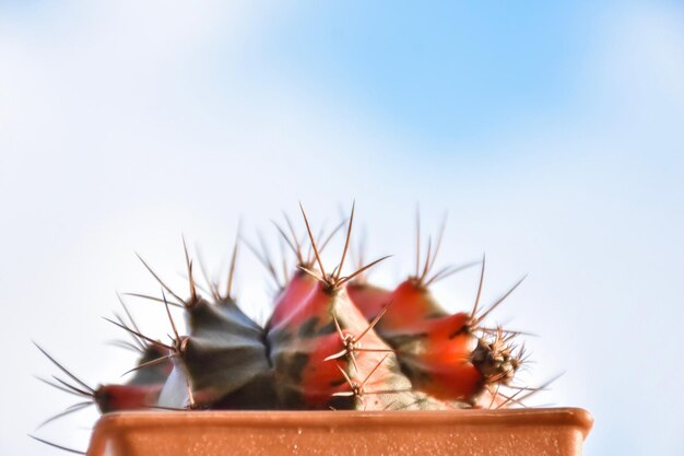 Foto close-up van een cactusplant in een pot tegen de lucht