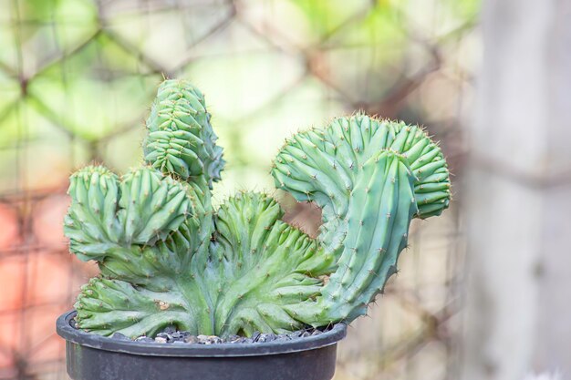 Foto close-up van een cactusplant in een pot