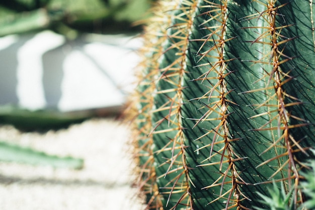 Close-up van een cactusplant op een zonnige dag