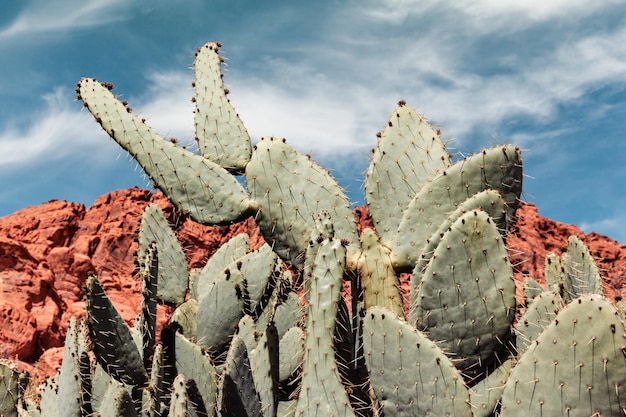 Close-up van een cactusplant tegen bewolkte lucht tijdens een zonnige dag