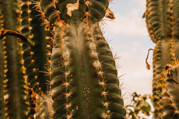 Close-up van een cactusplant tegen de lucht