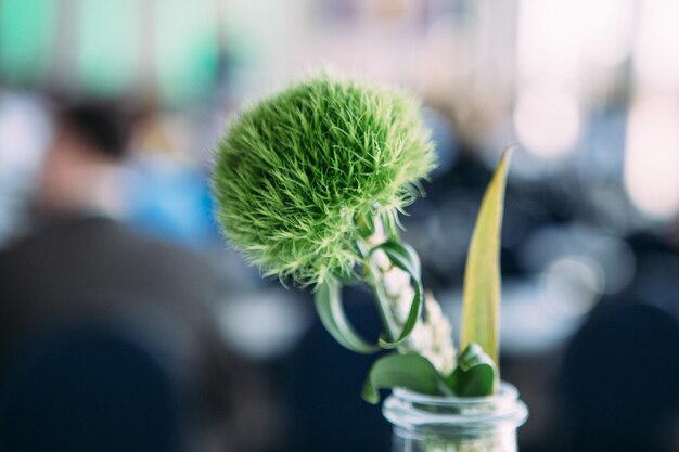 Foto close-up van een cactusplant