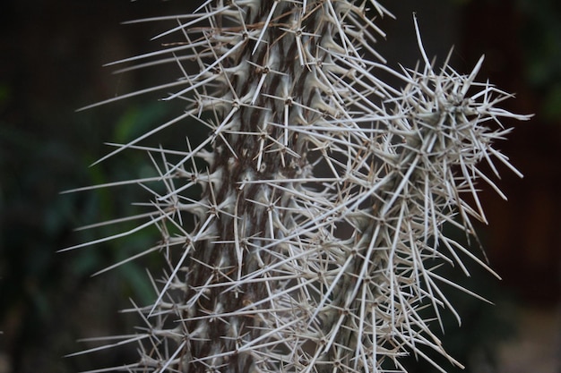 Foto close-up van een cactusplant