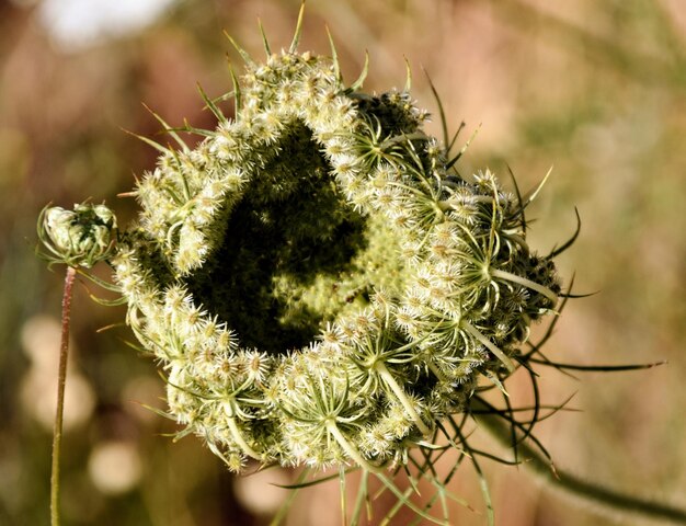 Foto close-up van een cactusplant