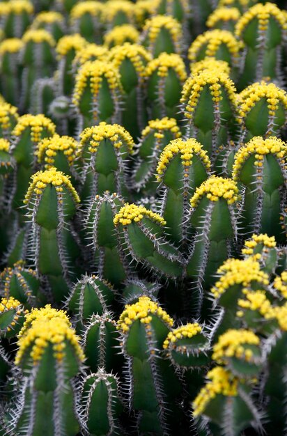 Foto close-up van een cactusplant