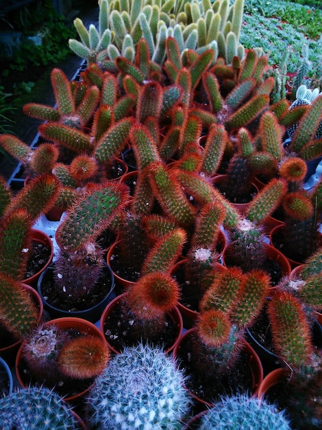 Foto close-up van een cactusplant