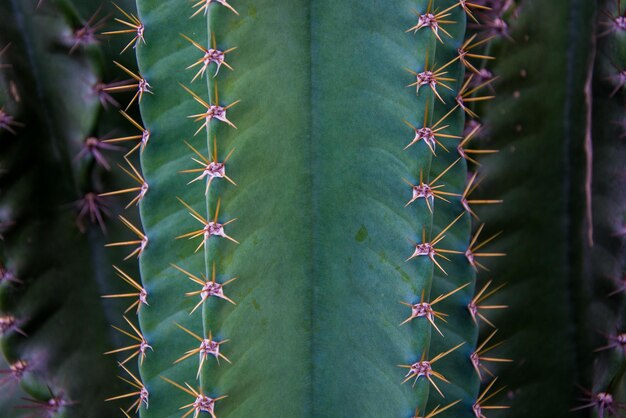 Foto close-up van een cactusplant