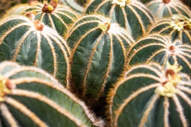 Close up van een cactussen in een rij in de enorme botanische tuin, natuur concept