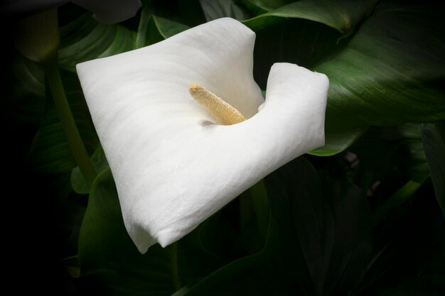 Foto close-up van een calla-lily die buiten bloeit