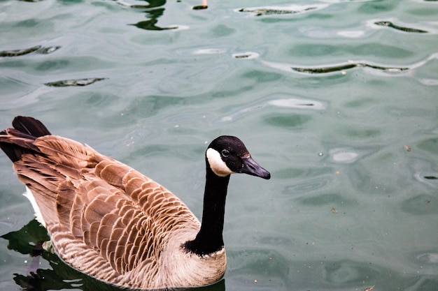 Close-up van een Canadese gans die zwemt op een vijver