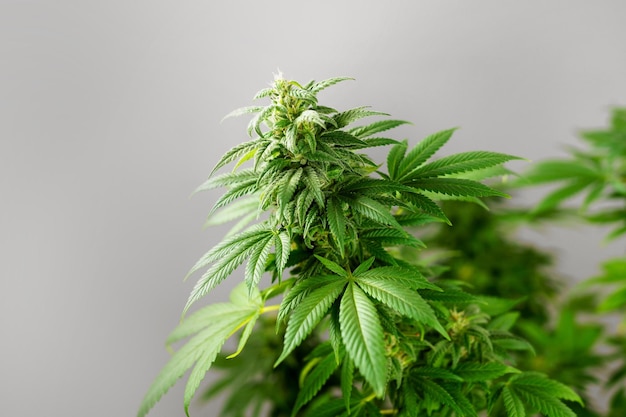 Close-up van een cannabisplant op een grijze achtergrondknop die bloeit met trichomen