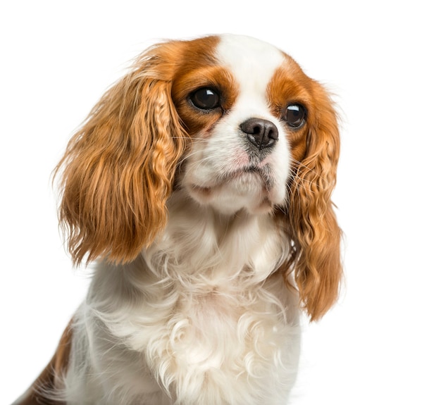 Close-up van een Cavalier King Charles Spaniel voor een witte muur