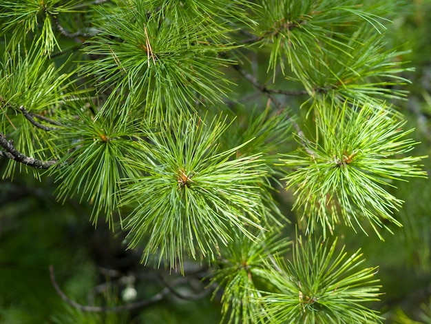 Close-up van een cedertak met groene naalden