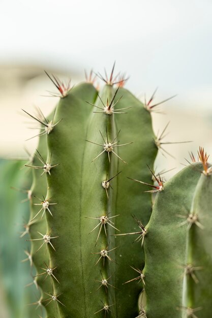 Close-up van een cereuscactus met veel scherpe naaldachtige stekels