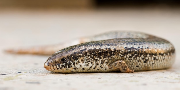 Close-up van een Chalcides ocellatus op de grond in Malta met een onscherpe achtergrond