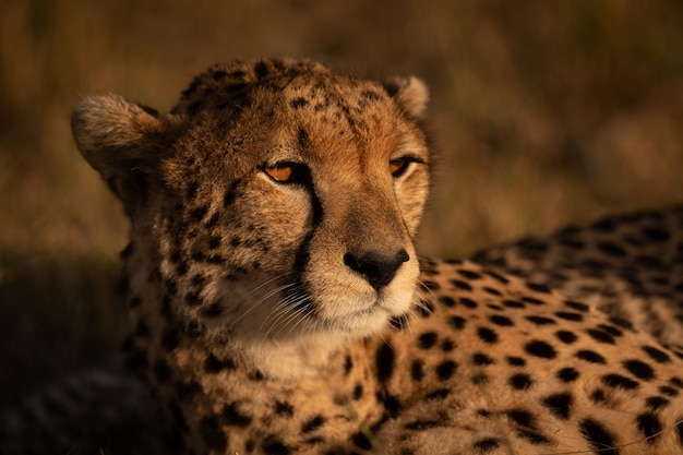 Close-up van een cheetah die wegkijkt in het bos